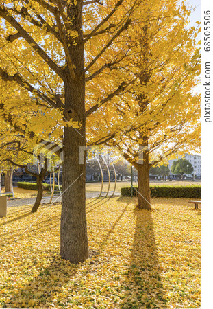 Gingko's yellow leaves Gingko's yellow leaves 68505506