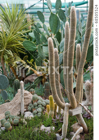 Various cactus in a conservatory glasshouse. Succulents in desert greenhouse planted in a botanical garden Various cactus in a conservatory glasshouse. Succulents in desert greenhouse planted in a botanical garden 68505524