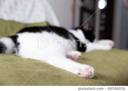 黑白貓後腿 68506058