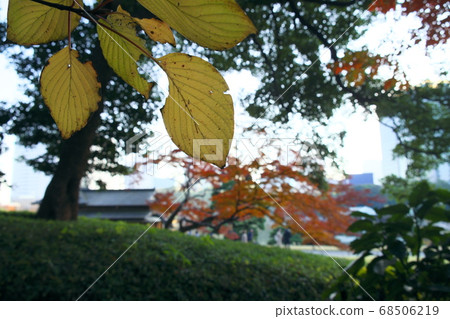 各種顏色的葉子的競爭 68506219