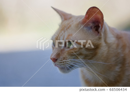 街貓 街貓 68506434