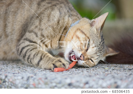 街貓 街貓 68506435