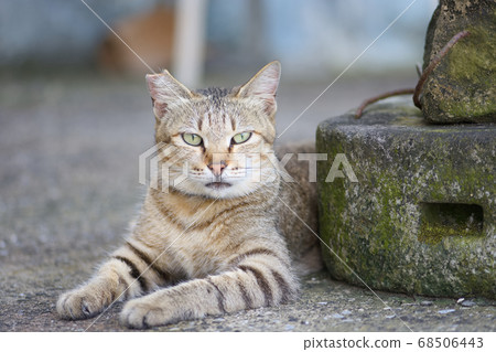 Street cat Street cat 68506443
