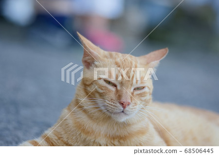 街貓 街貓 68506445