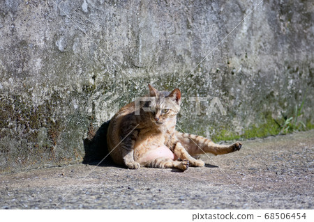 街貓 街貓 68506454