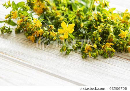 Yellow Saint Johns wort flowers on white wooden Yellow Saint Johns wort flowers on white wooden 68506706