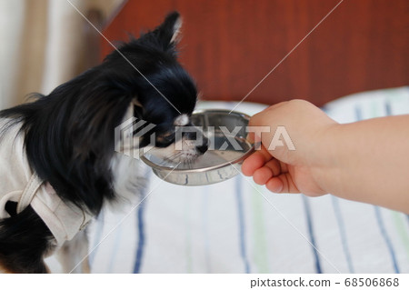 Chihuahua drinking milk Chihuahua drinking milk 68506868