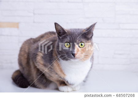 Domestic tricolor (white, gray, red) mestizo cat with yellow-green eyes against a white wall. Close-up. Domestic tricolor (white, gray, red) mestizo cat with yellow-green eyes against a white wall. Close-up. 68507208