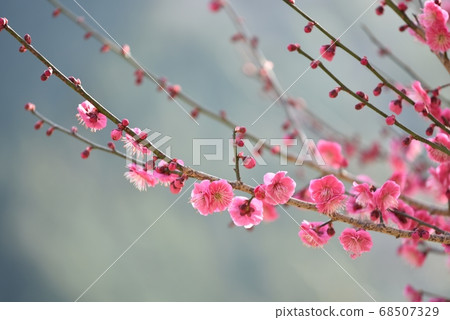 Plum blossom  68507329