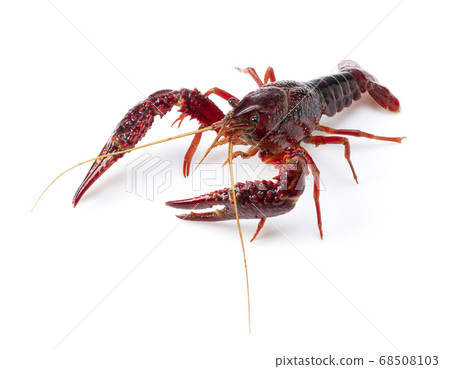 美國小龍蝦 68508103