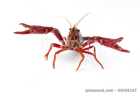 美國小龍蝦 美國小龍蝦 68508107