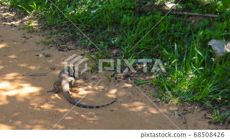 Giant Lizard monitor reptile walking in the jungle 68508426
