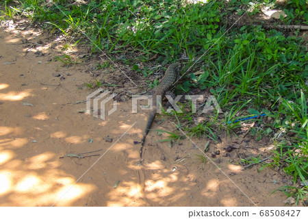 Giant Lizard monitor reptile walking in the jungle Giant Lizard monitor reptile walking in the jungle 68508427