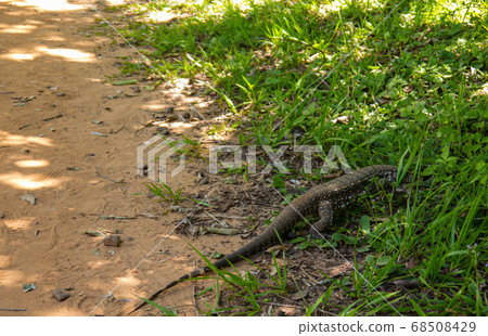 Giant Lizard monitor reptile walking in the jungle Giant Lizard monitor reptile walking in the jungle 68508429