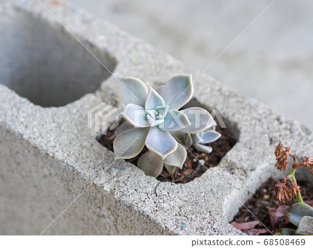 多肉植物生長在混凝土砌塊的孔中 68508469