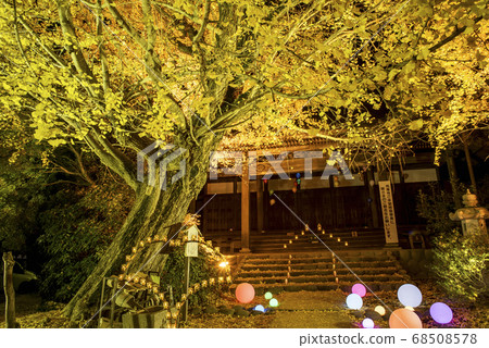 Sobue銀杏黃葉節點亮 Sobue銀杏黃葉節點亮 68508578