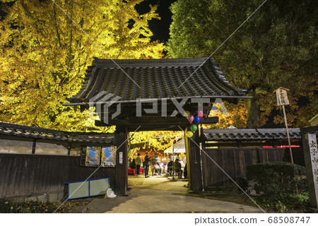 Sobue銀杏黃葉節點亮 Sobue銀杏黃葉節點亮 68508747