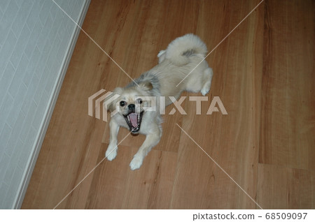 可愛的幼崽小狗 68509097