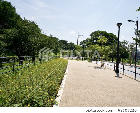 大關町大街上的黃色的花朵 大關町大街上的黃色的花朵 68509226