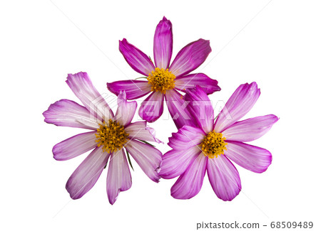 kosmeya flowers isolated kosmeya flowers isolated 68509489