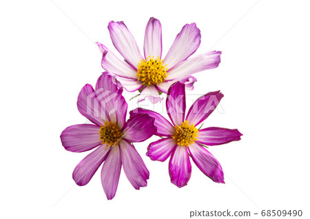 kosmeya flowers isolated kosmeya flowers isolated 68509490