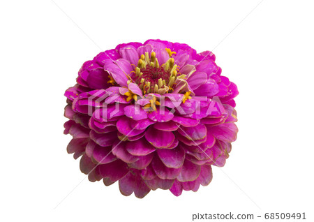 zinnia flower isolated zinnia flower isolated 68509491