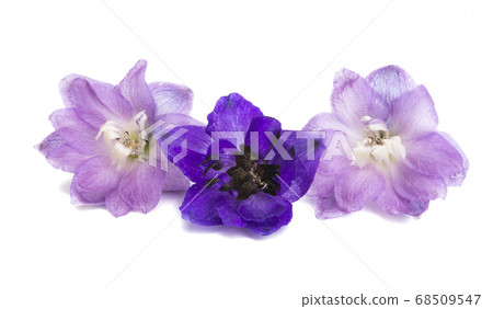 delphinium flower isolated 68509547