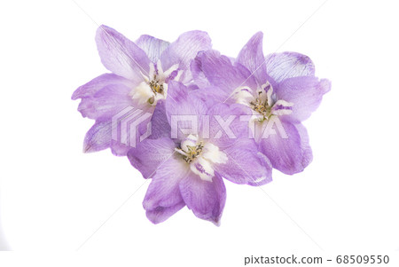 delphinium flower isolated 68509550