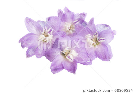 delphinium isolated delphinium isolated 68509554