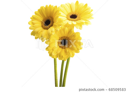 yellow gerbera isolated 68509583