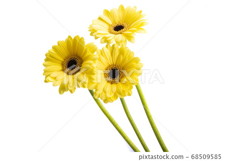 yellow gerbera isolated yellow gerbera isolated 68509585