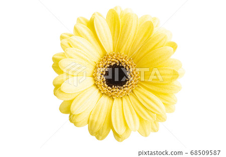 yellow gerbera isolated yellow gerbera isolated 68509587