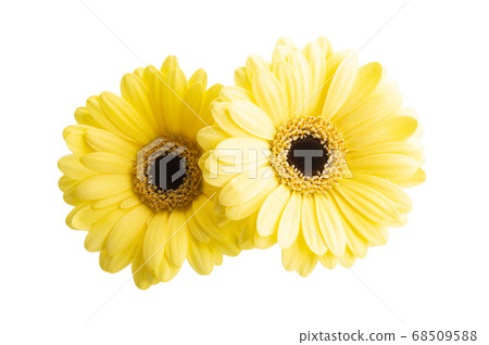 yellow gerbera isolated yellow gerbera isolated 68509588