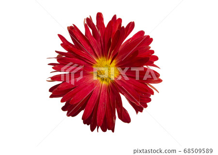 red chrysanthemum isolated 68509589