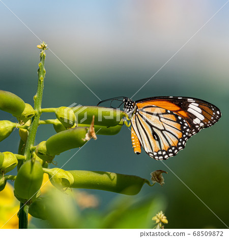 Black-eyed birch sucking plant nectar 68509872