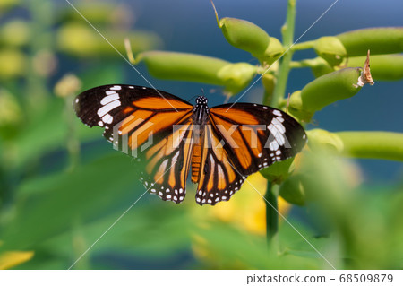Black-backed birchfish spreading its wings 68509879