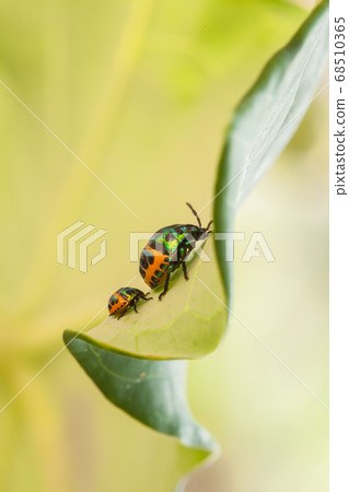 close up ladybug or beetle on leave 68510365