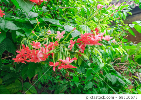 Drunken sailor flowers are blooming in the garden 68510673