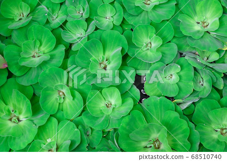 Top view of Pistia stratiotes L. water lettuce 68510740