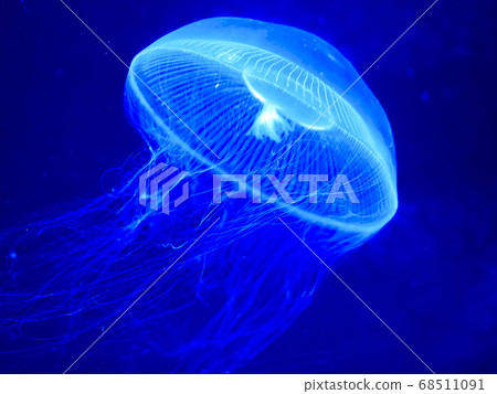 Biological photograph Fish Seafood Owan jellyfish Underwater photograph Aquarium Biological photograph Fish Seafood Owan jellyfish Underwater photograph Aquarium 68511091