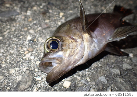 Fish caught by Meburing 68511593