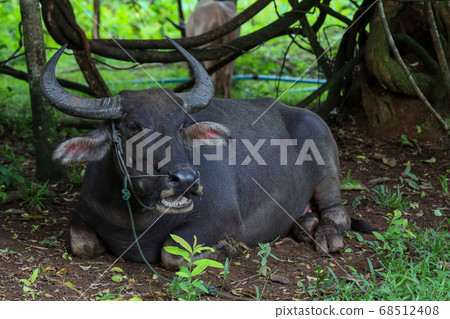 The buffalo is rest under the tree at garden in 68512408