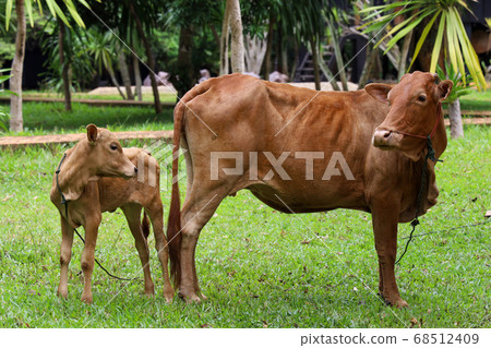 The family red cow stay in graden at thailand The family red cow stay in graden at thailand 68512409