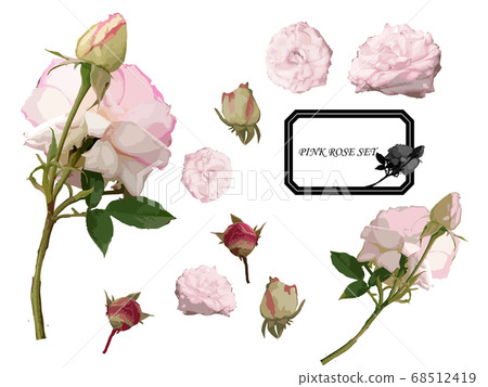 rose, bloom, blossom 68512419