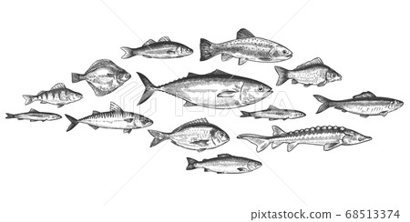 Fish school. Hand drawn fishes shoal, underwater marine ecosystem, sea and river inhabitants vintage engraved style vector set 68513374