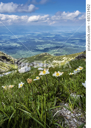 Dryas octopetala flowers, High Tatras, Slovakia Dryas octopetala flowers, High Tatras, Slovakia 68513402