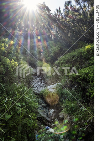 Footpath in coniferous forest, High Tatras 68513409
