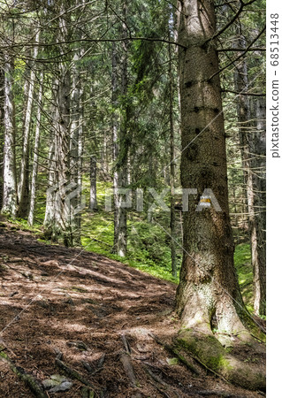 Footpath in coniferous forest, Low Tatras Footpath in coniferous forest, Low Tatras 68513448