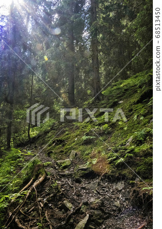 Footpath in coniferous forest, Low Tatras Footpath in coniferous forest, Low Tatras 68513450