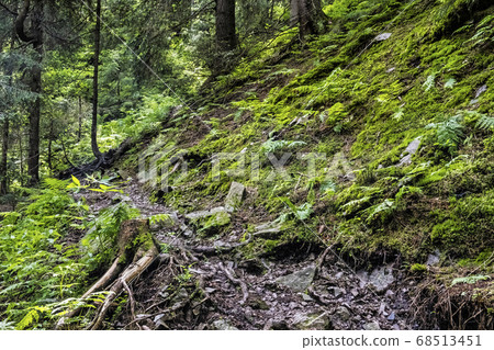 Footpath in coniferous forest, Low Tatras Footpath in coniferous forest, Low Tatras 68513451